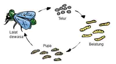 34++ Daur hidup hewan metamorfosis sempurna lebah information