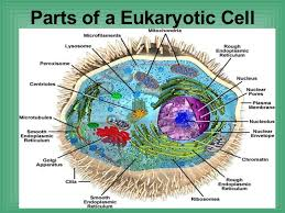 cells on emaze