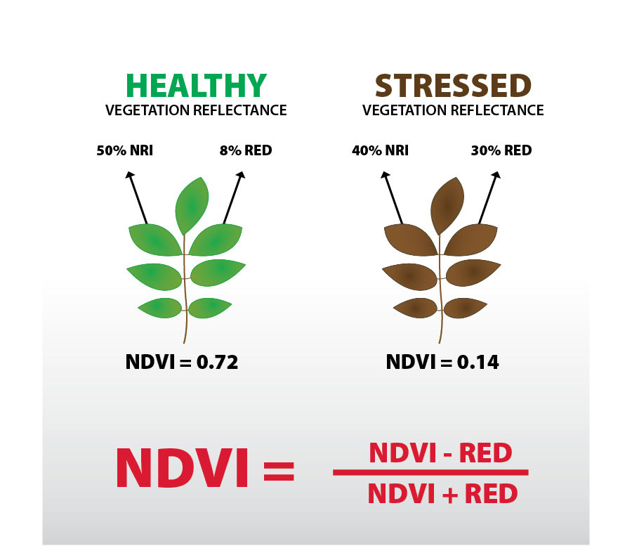 Ndvi