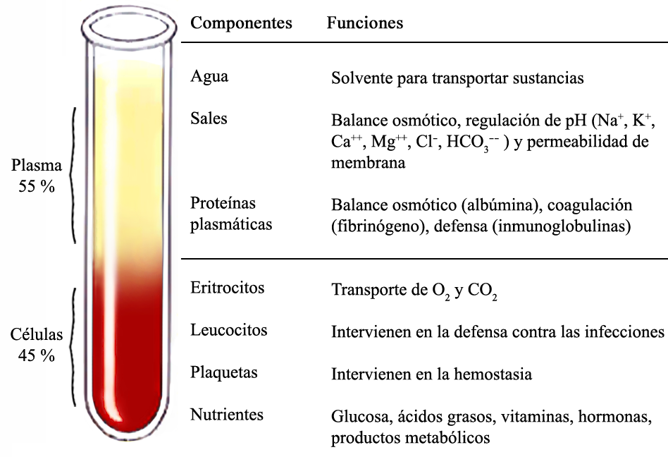 Resultado de imagen para funciones adicionales sangre