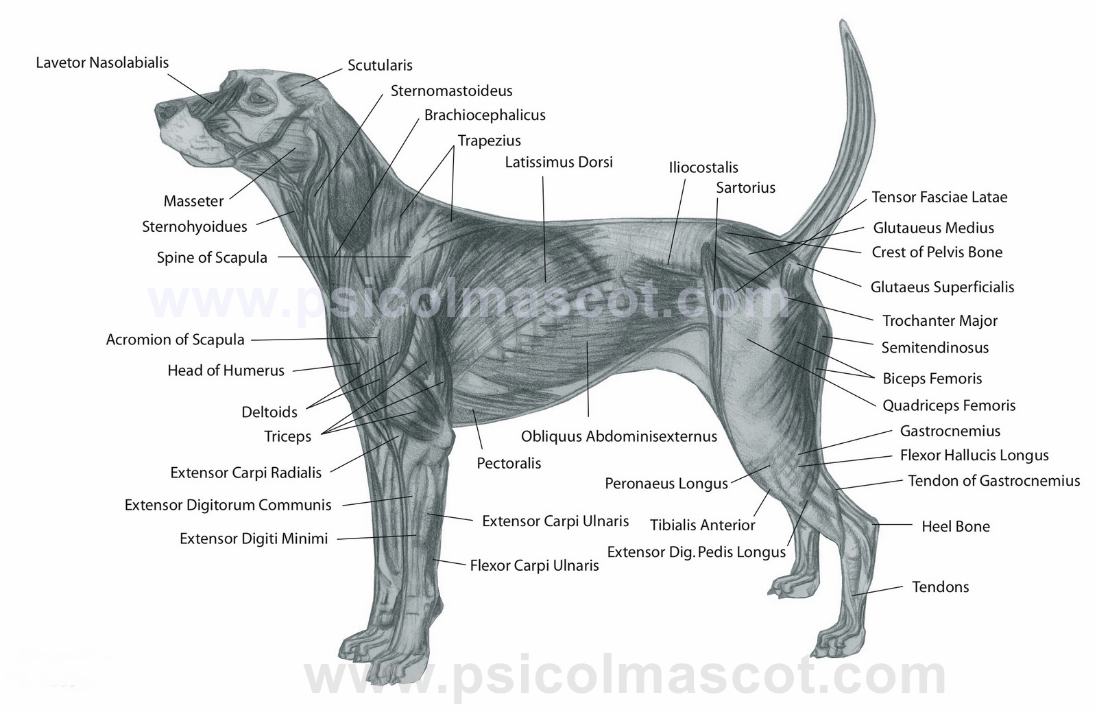 El Perro On Emaze