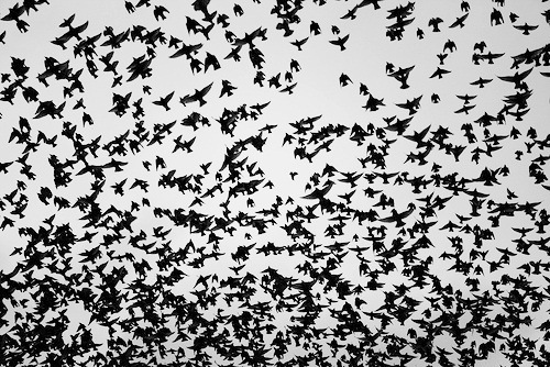 Image result for precipicio y pajaros