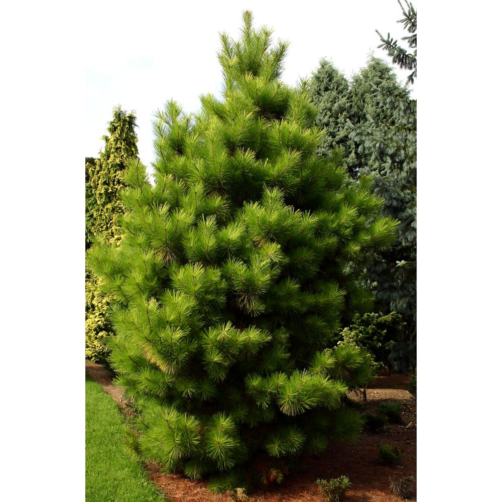 Pinus Radiata Screening Radiata Pine, Assessment at emaze Presentation