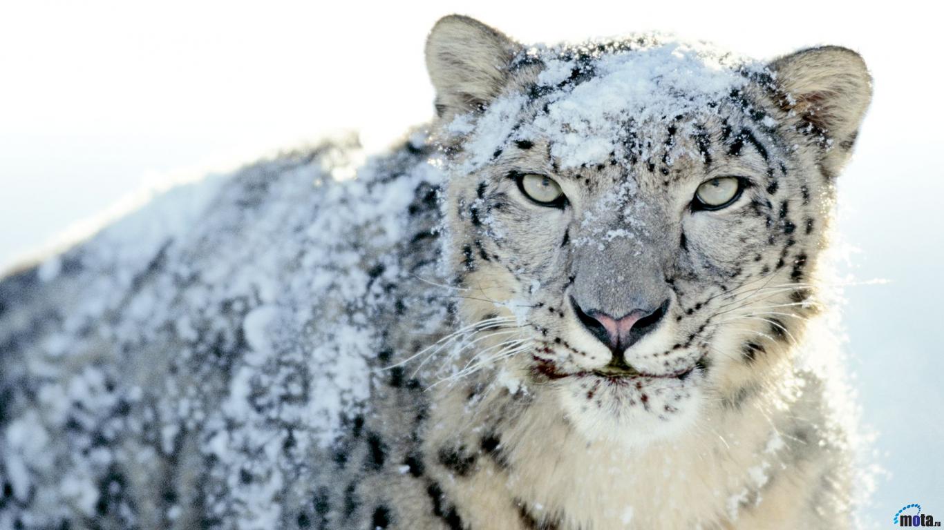 snow-leopard-life-on-emaze