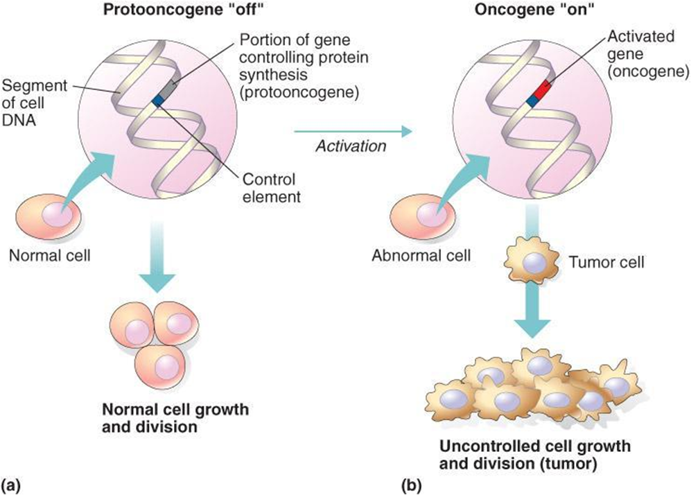 Протоонкогены. Протоонкогены и гены супрессоры. Онкогены и гены супрессоры опухолей. Протоонкоген и онкоген. Механизм опухолевой трансформации.