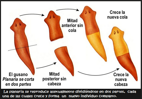 Resultado de imagen para fragmentacion planaria gif