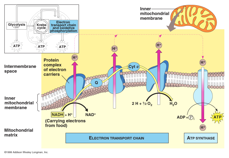 Chemiosmosis on emaze