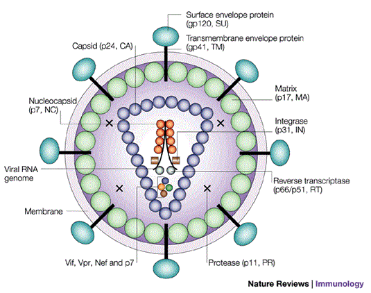 HIV CRF-19 at emaze Presentation