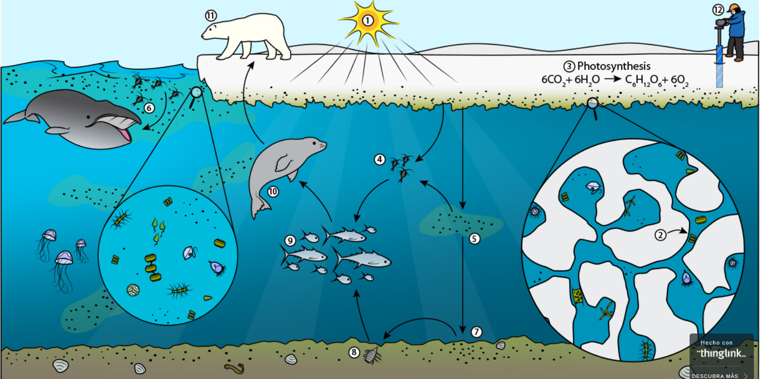 Водные экосистемы. Экосистема моря. Водные экосистемы и их обитатели. Сохранение морских экосистем.