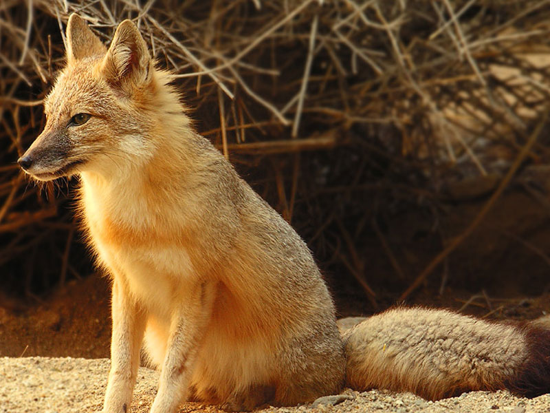 swift-fox-data-analysis-lab-badlands-national-park-u-s-national