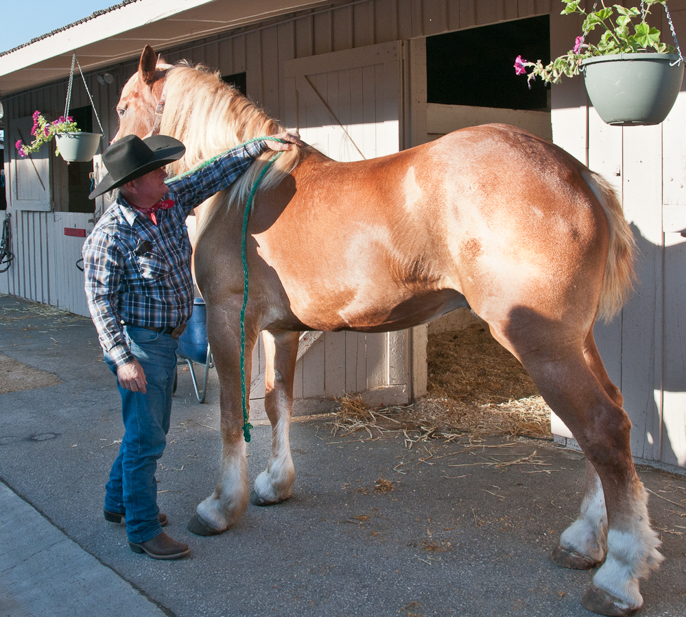 The Clydesdale Horse on emaze