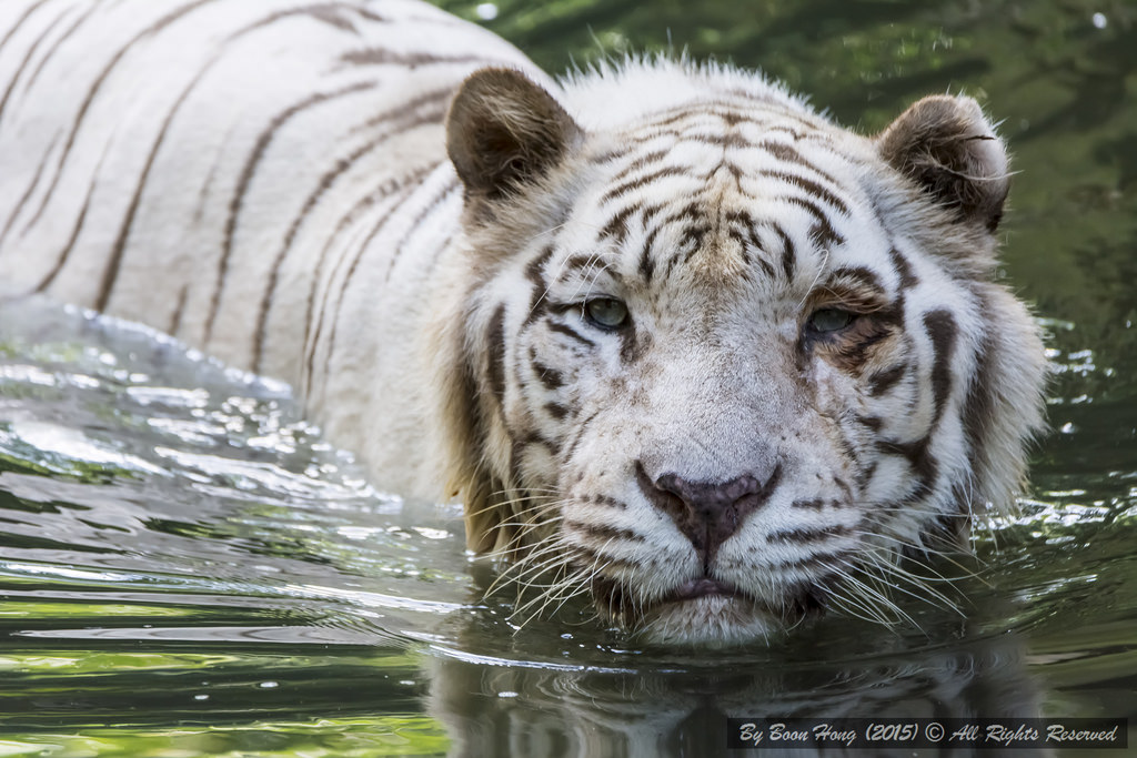 The white Bengal tiger on emaze