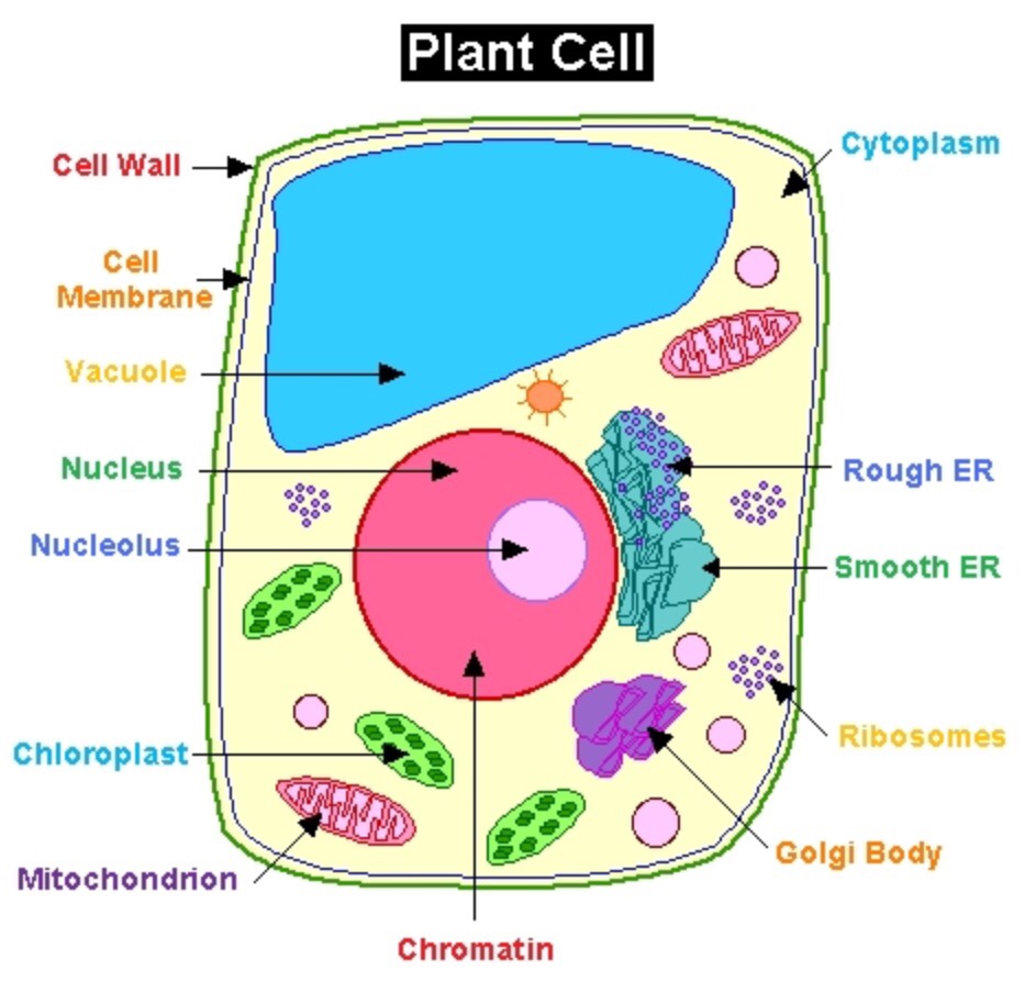 Plant 5 d. Макет клетки. Макет клетки растения. Модель растительной клетки. Модель растительной клетки биология.