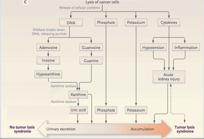 Tumor Lysis Syndrome- Oncology Emergency.pptx At Emaze Presentation