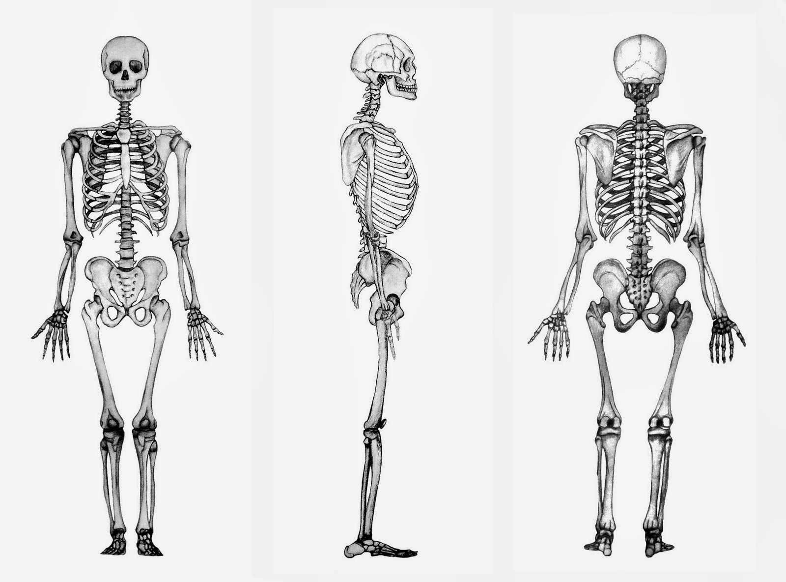 El sistema oseo es el conjunto de huesos que forman el esqueleto, el ser hu...