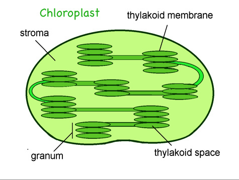 Хлоропласты у водорослей. Строение хлоропласта. Строма хлоропласта. Строение хлоропласта рисунок. Строение хлоропласта ЕГЭ.