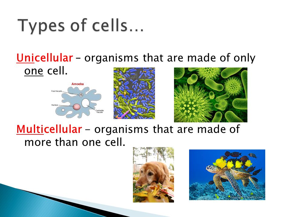 Lesson 5: Unicellular and Multicellular Organisms - Ms 