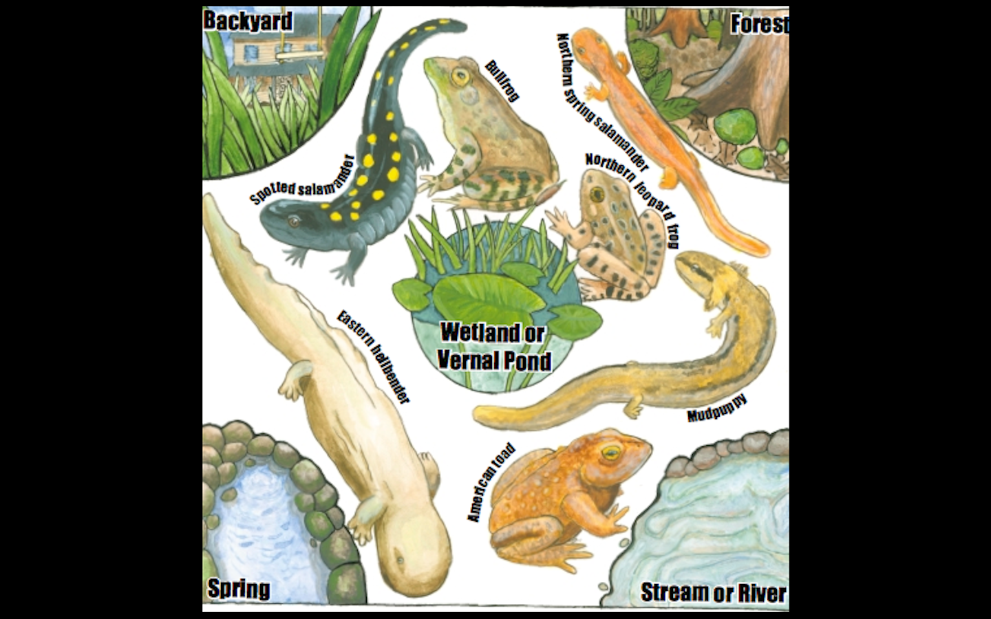 Amphibia on emaze