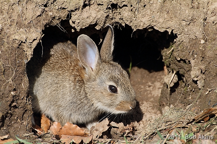 5 Facts About Rabbits at emaze Presentation