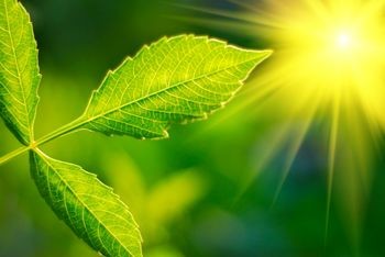 Photosynthesis By Csmart1 On Emaze Photosynthesis By Csmart1 On Emaze