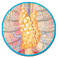 Lymphatic System on emaze