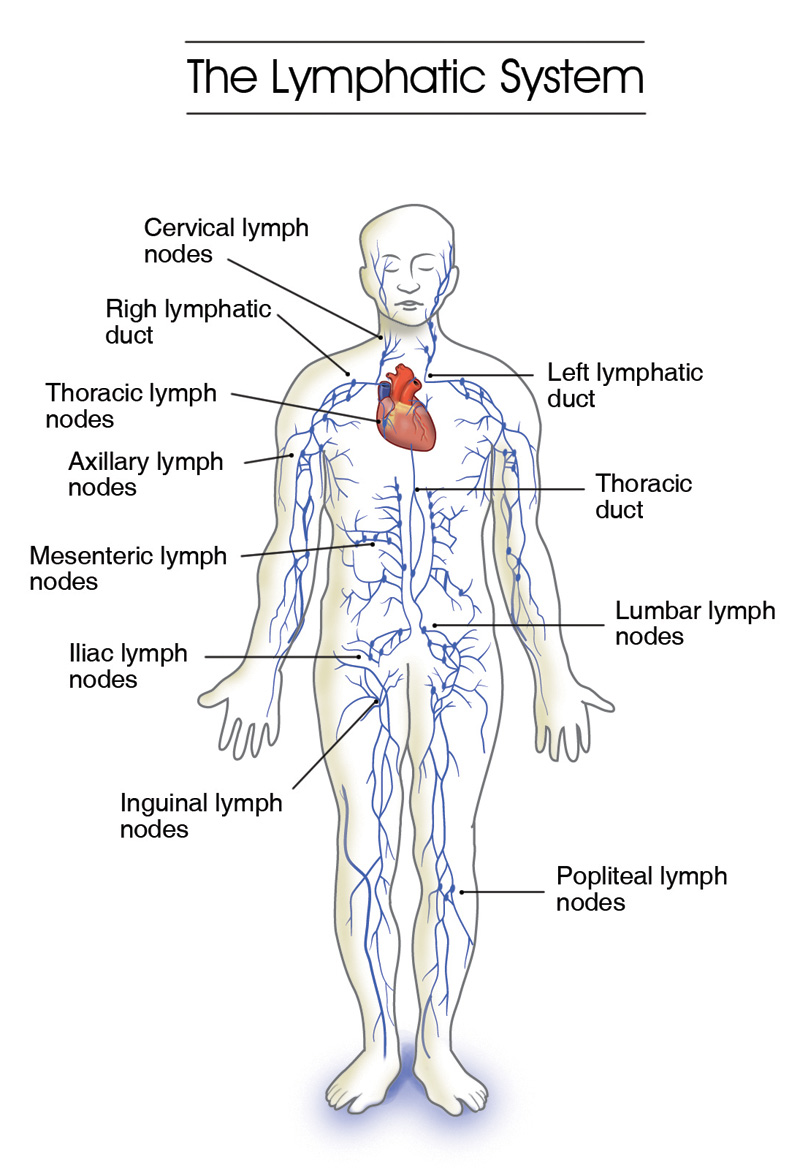 the-lymphatic-system-on-emaze