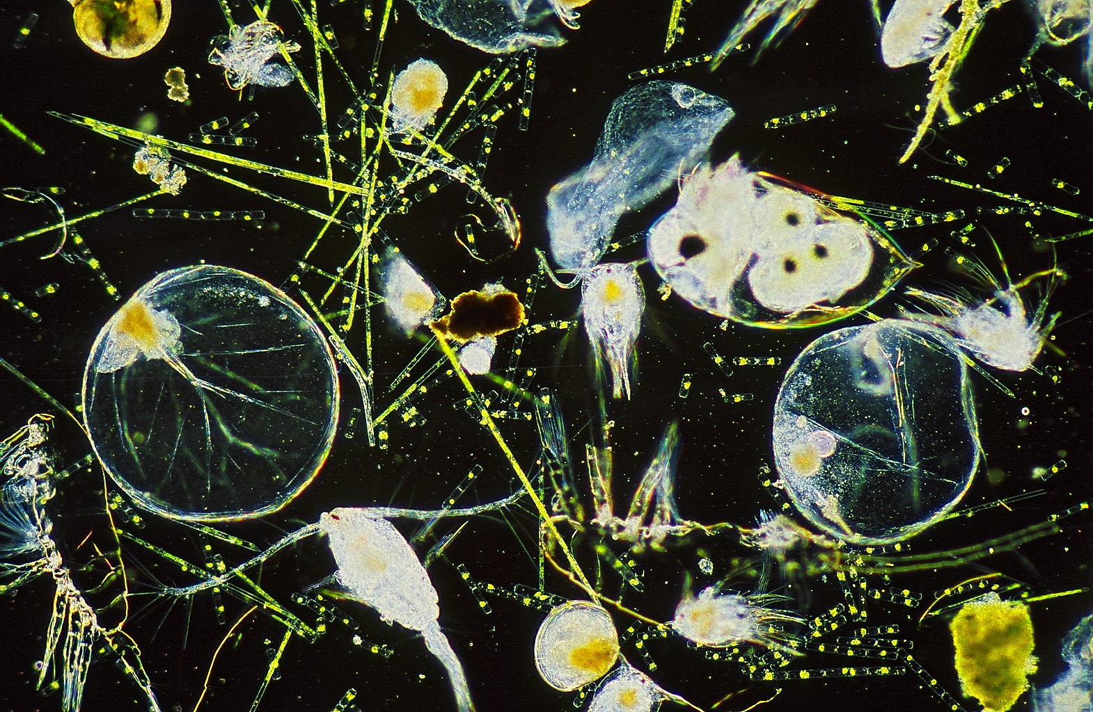 Фитопланктон в океане. Зоопланктон и фитопланктон. Фитопланктон нанопланктон зоопланктон. Одноклеточный планктон.