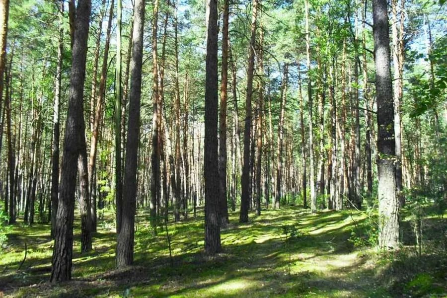 Лес описание фото. Леса в округе Серпухова. Русский лес .РФ. Русский лес пляж Серпухов. Русское Лесное название.