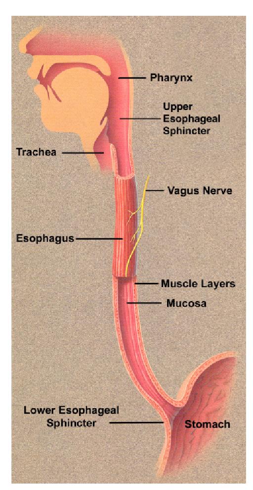 The Digestive System on emaze