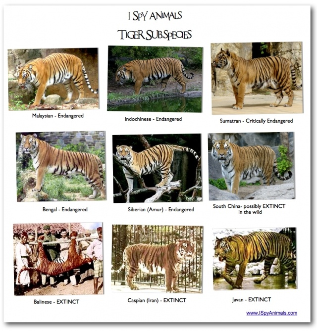 EVOLUTION of the Tiger at emaze Presentation