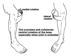 Kinesiology: Knee Joint on emaze
