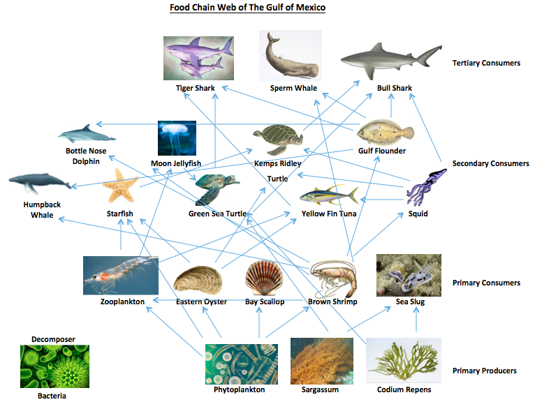 under-the-sea-at-emaze-presentation