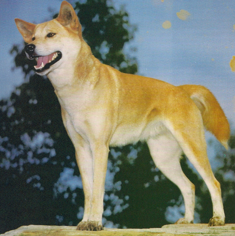Дикая собака Динго. Австралийский Динго. Тайский Динго. Укороченный Формат у собак.