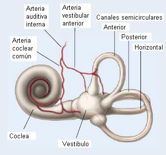 NERVIO VESTIBULOCOCLEAR On Emaze