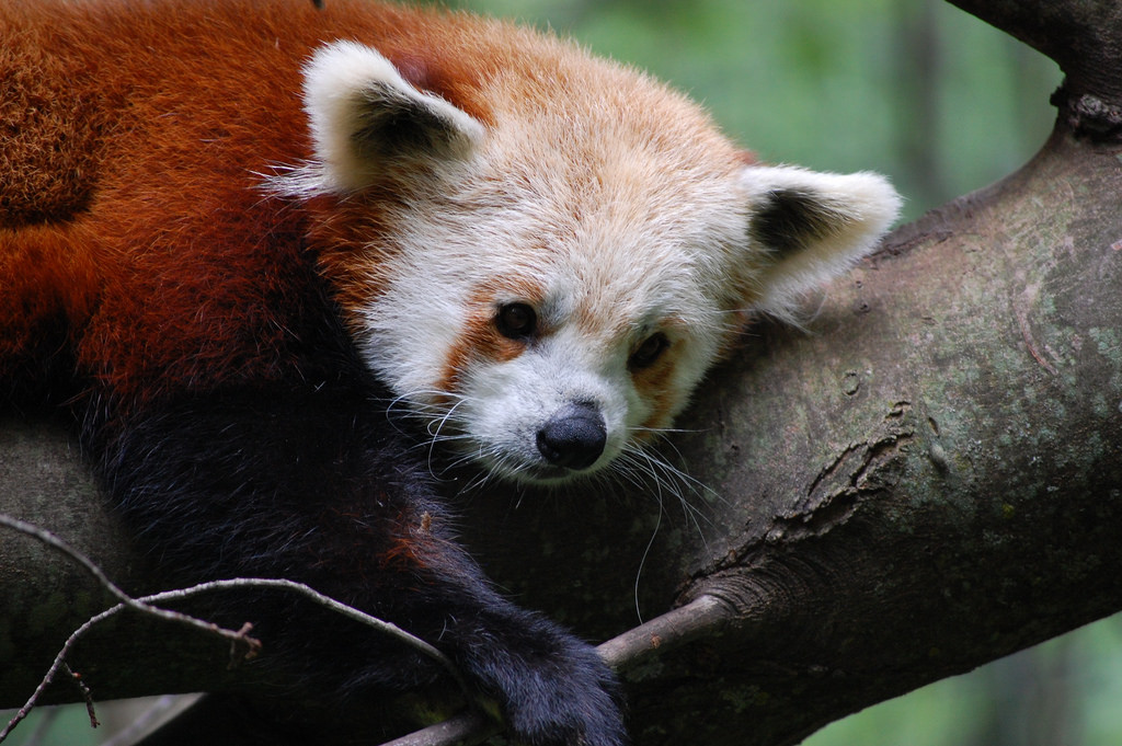 RED PANDAS at emaze Presentation