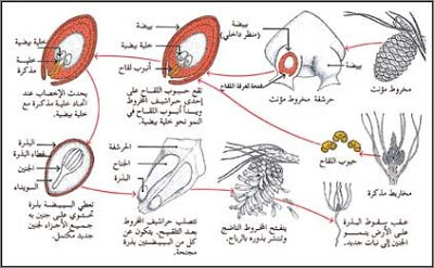 التكاثر عند النبات on emaze
