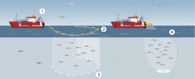 Dolphin Problem Tuna dolphing labelling at emaze Presentation