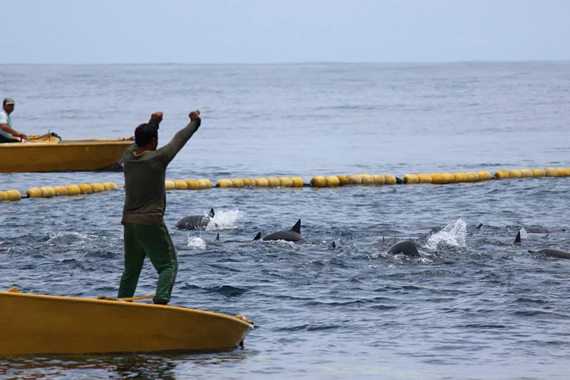 Dolphin Problem Tuna dolphing labelling at emaze Presentation