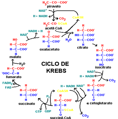 Resultado de imagen para ciclo de krebs