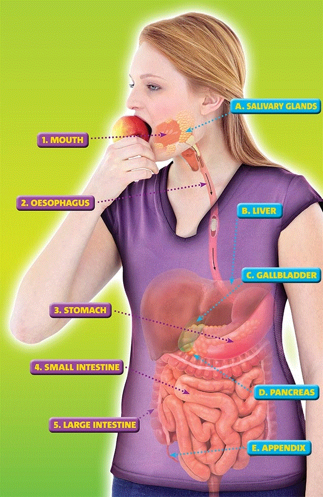 digestive-system-on-emaze