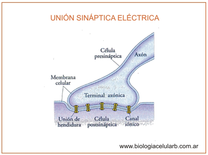 Sinapsis Eléctrica Y Química On Emaze