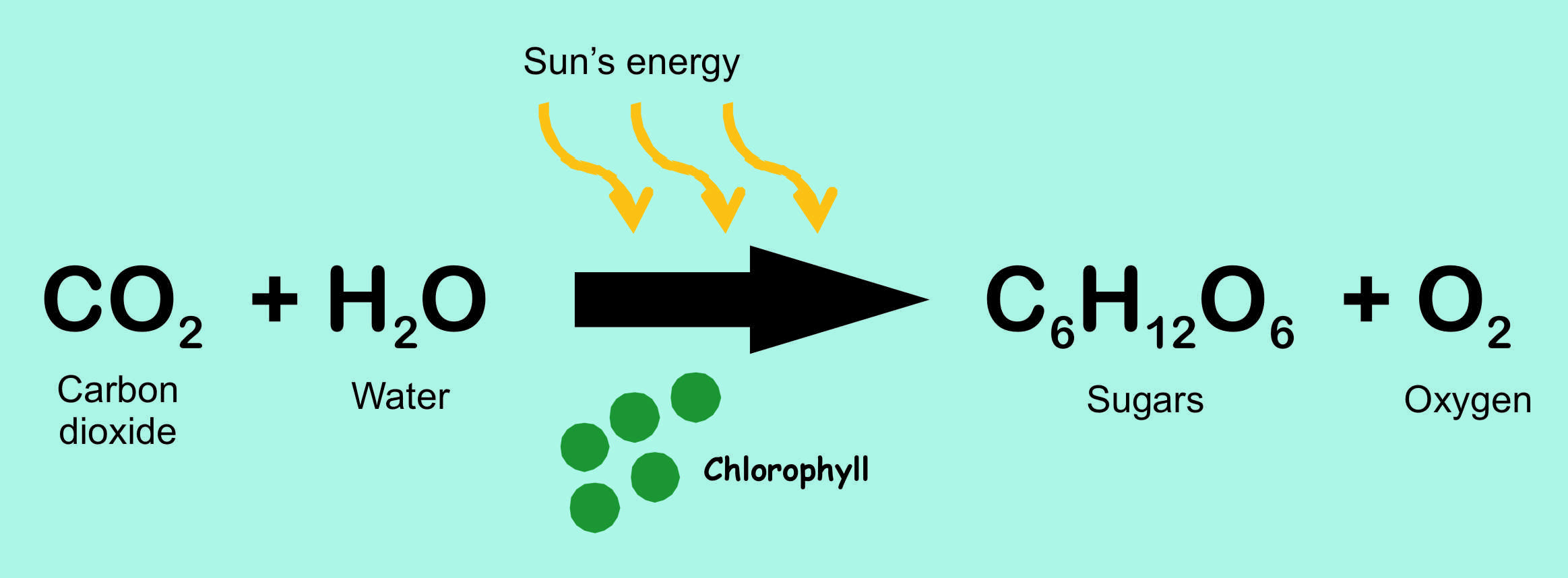 What Is The Equation For Photosynthesis In Words Jennarocca What S The Equation For Photosynthesis In Words Talkchannels