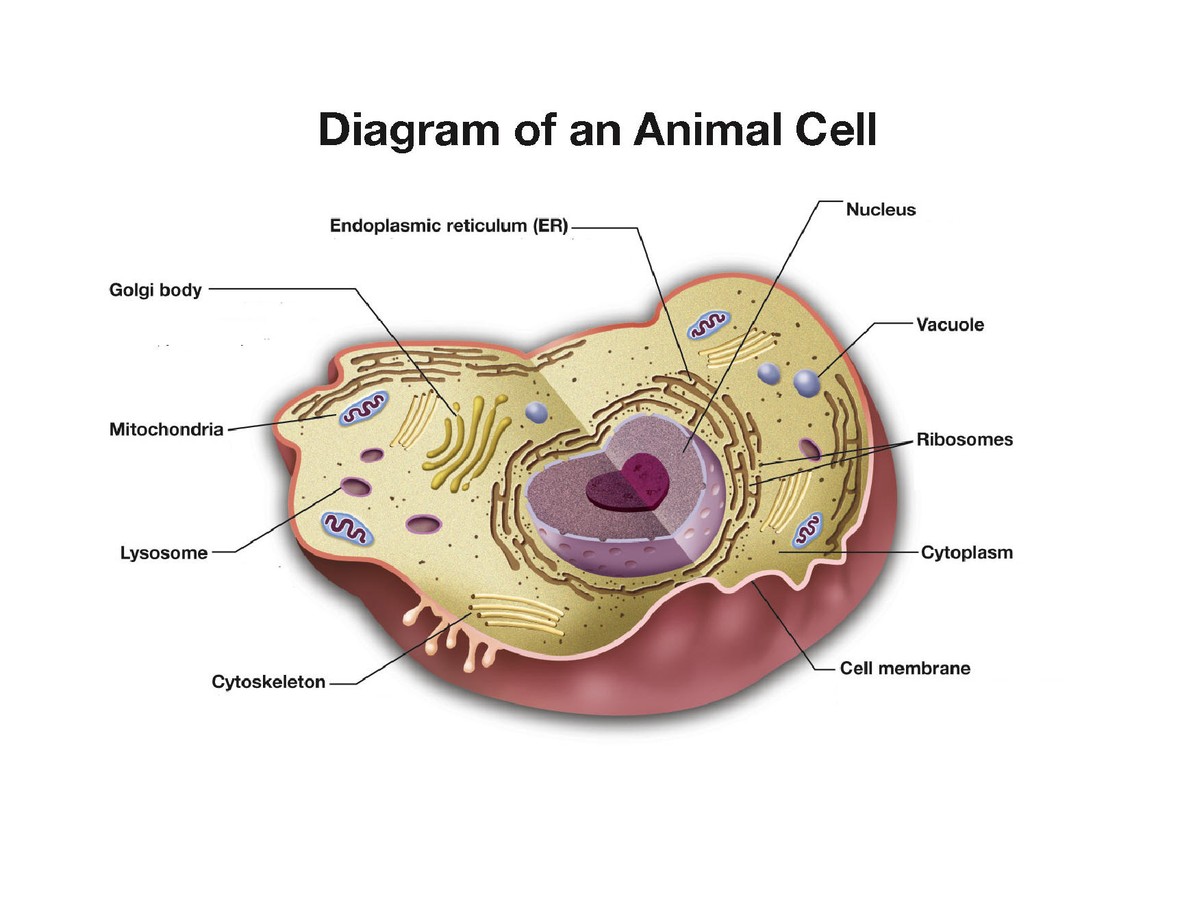 Диаграмма клетки. Animal Cell diagram. Animal Cell structure. Cell diagram Biology.