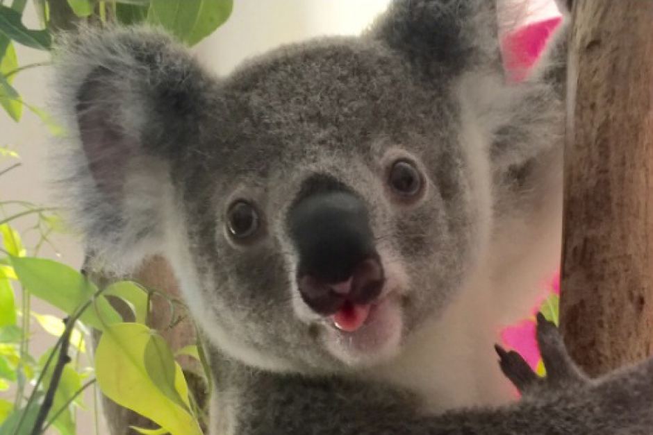 Koala on emaze.