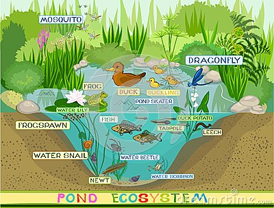 Ecosystem - 4th form on emaze