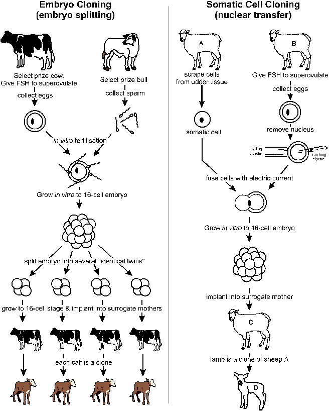 Клонирование овцы схема