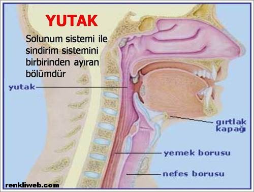 amfibi solunum sistemi