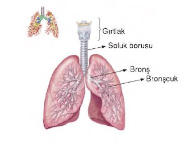 amfibi solunum sistemi