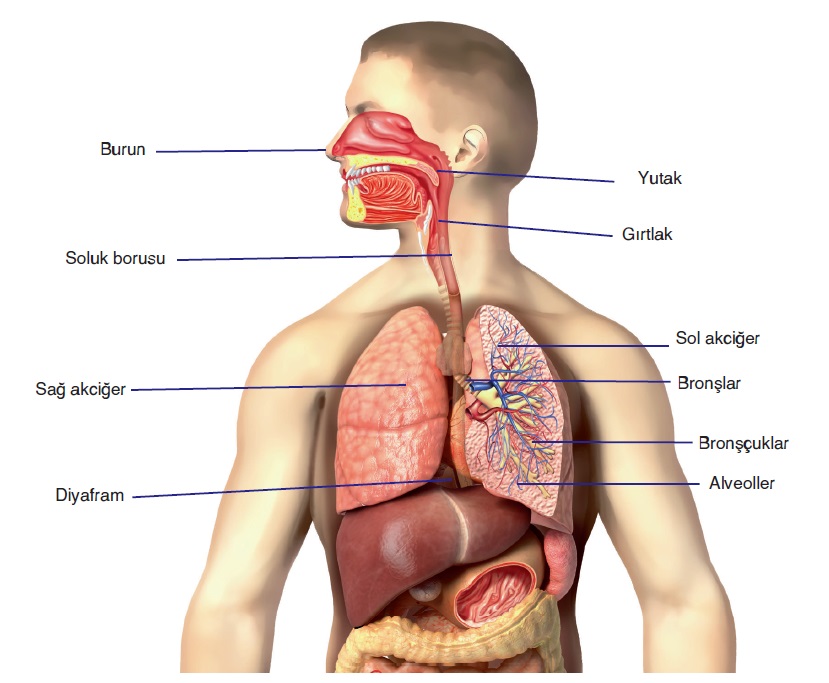 amfibi solunum sistemi