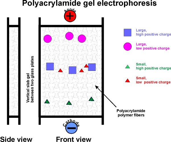 an experiment showing the effects of polymerase chain reaction and gel electrophoresis on a dna intr an experiment showing the effects of polymerase chain reaction and gel electrophoresis on a dna intr